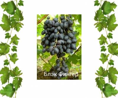 Саженцы кишмиш Чёрный Палец (Блэк Фингер)