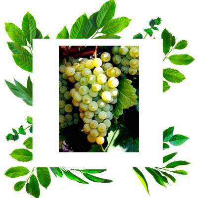 Цитронный Магарача двухгодовалый эксклюзивный