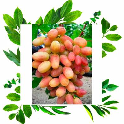 Саженцы винограда Анжелика