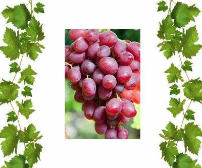 Саженцы винограда Ливия купить в розницу Алаба 