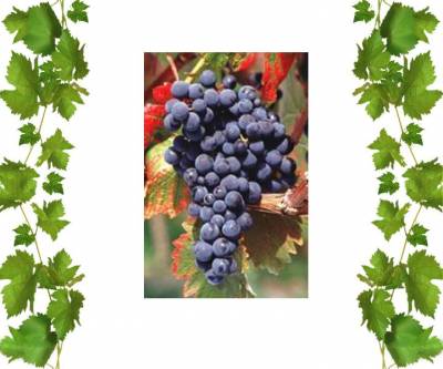 Купить саженцы винограда Монарх