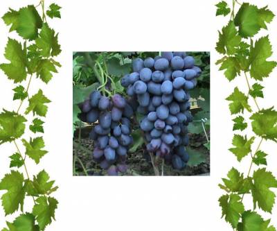 Лорано виноградные саженцы купить Алала 