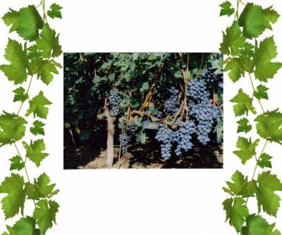 Купить кишмиш Тангра