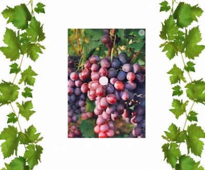 Виноград Низина купить саженцы Амбала