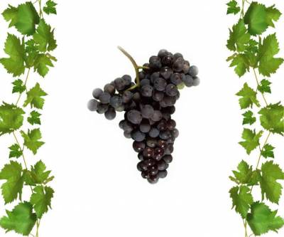 Купить саженцы винограда Неббиоло