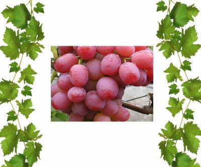 Купить саженцы винограда Подарок Ирине Аниим