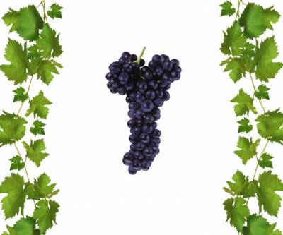 Купить кишмиш Фэнтези