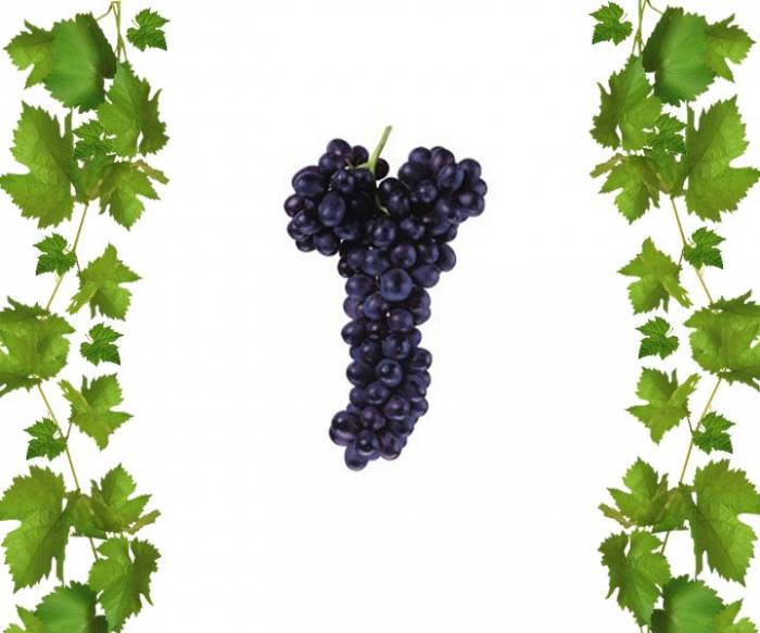 Купить кишмиш Фэнтези
