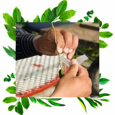 Прививочная лента Октябрь 60 м