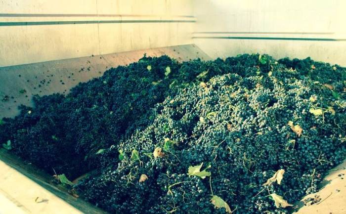 Ливадийский черный 2-годовалый корнесобственный