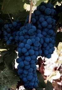 Ливадийский черный 2-годовалый корнесобственный