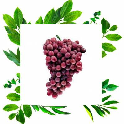 Урожайный сорт винограда Ред Глоуб с приятным вкусом