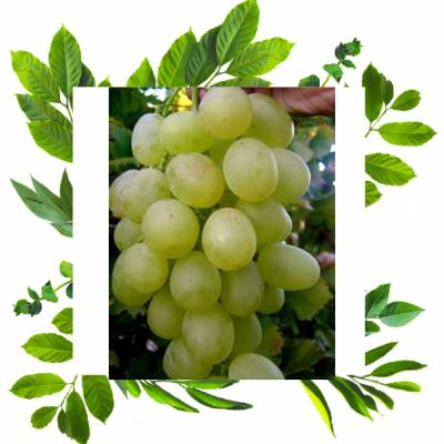 Виноград Антоний Великий