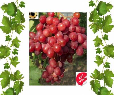 Купить виноград  Рубиновый юбилей Апайо