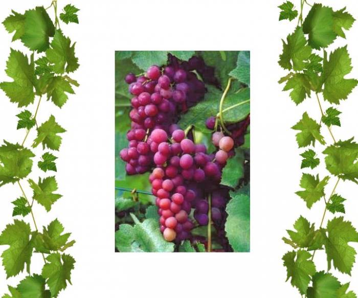 Купить кишмиш Эйнсет сидлис