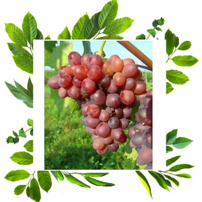 Ливия виноградный саженец