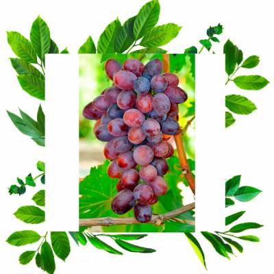 Гибридная форма винограда Фаэтон с сильнорослыми кустами