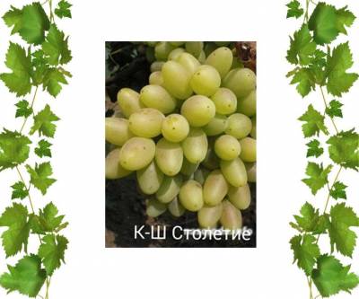 Саженцы кишмиш Столетие