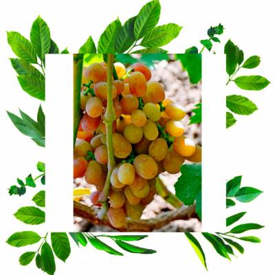 Виноград Хамелеон очень раннего созревания с высокими товарными характеристиками