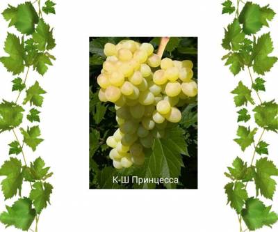 Саженцы кишмиш Принцесса