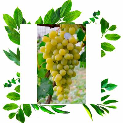 Виноград Адлер раннего срока созревания с высокой устойчивостью к заболеваниям