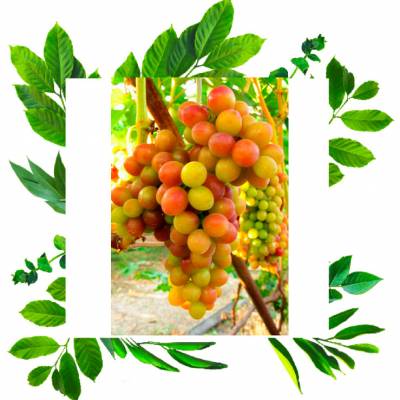 Морозостойкий устойчивый к грибным заболеваниям виноград Блестящий