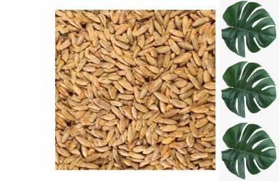 Солод ржаной Шато Рай 1 кг Олигодон