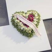 OASIS ECObase Сердце