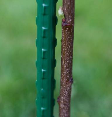 Стальная жердь зеленая Курник