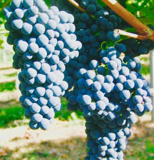 Каберне Кортис - виноград для производства вина по красному способу -22C 1