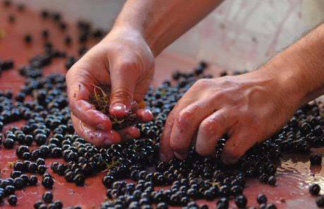 Мерло - привитые 2-х годовалые саженцы