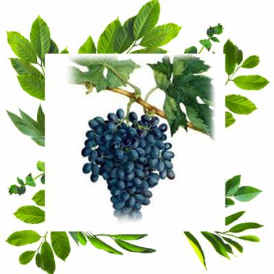 Виноград кишмиш Блэк Монука