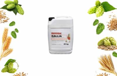 Пивной солодовый экстракт BrewFerm GALLIA Belgian Ale Зигота