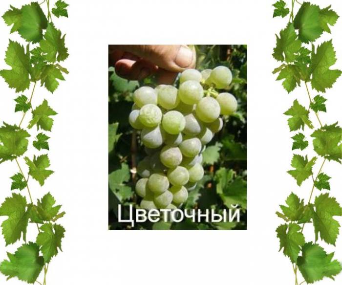 Купити Купити Саженцы винограда технического сорта Цветочный в Україні в Україні