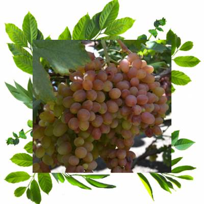 Виноград кишмиш Велес