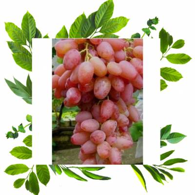 Виноград кишмиш Гелиос