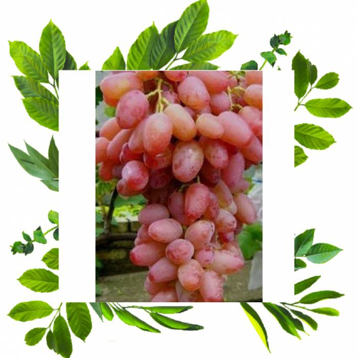 Виноград кишмиш Гелиос
