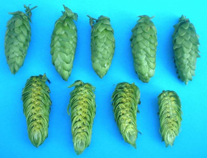 Хмель пивной горный сорт Заграва