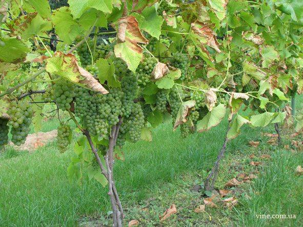 Саженцы винного сорта Солярис с фруктовым букетом и ананасовым послевкусием 1