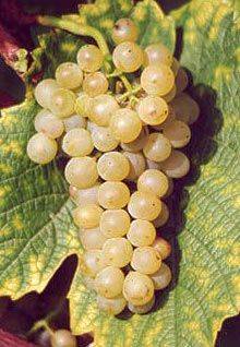 Саженцы винного сорта Солярис с фруктовым букетом и ананасовым послевкусием 1