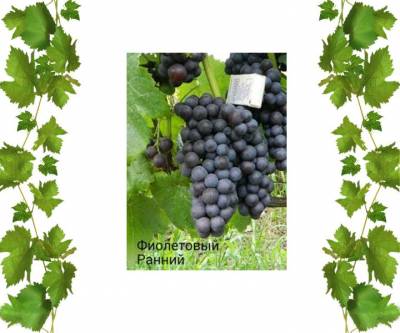 Саженцы винограда технического Фиолетовый Ранний