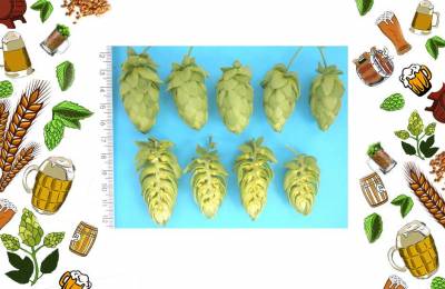 Хмель пивной горный сорт Национальный