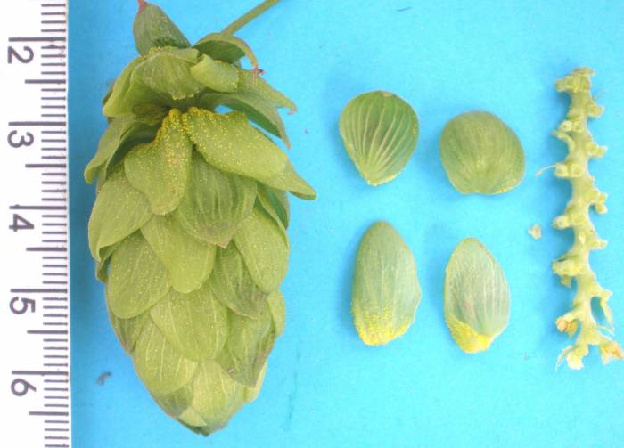 Хмель пивной горный сорт Национальный