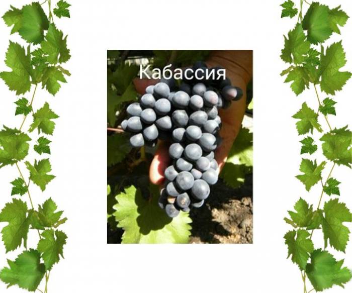 Купити Купити Саженцы технического винограда Кабассия  в Україні в Україні