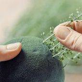 OASIS IDEAL Сфера