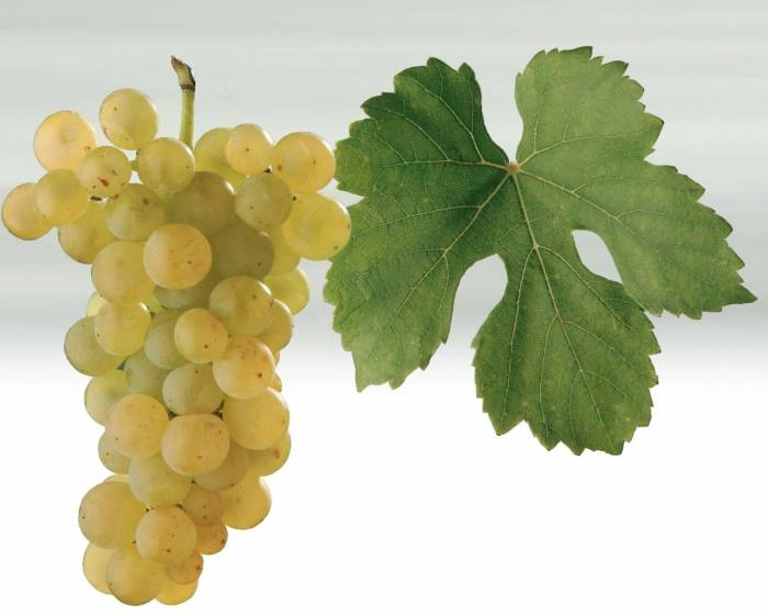 Мускат Оттонель