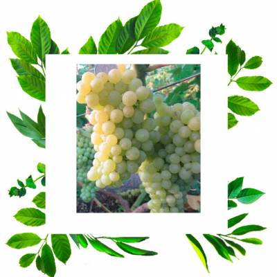 Виноград Елица Кишмиш