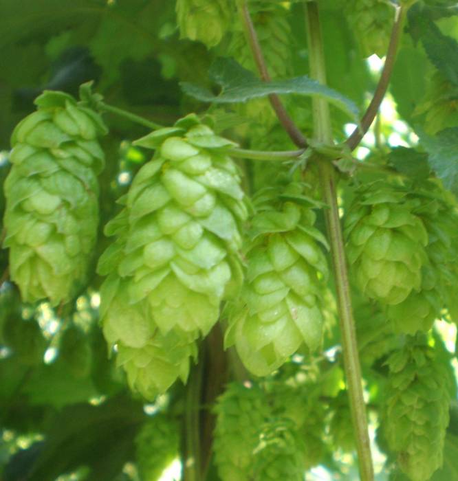 ​Хмель пивной горный сорт Полесский