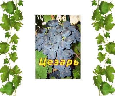 Саженцы винограда технического Цезарь