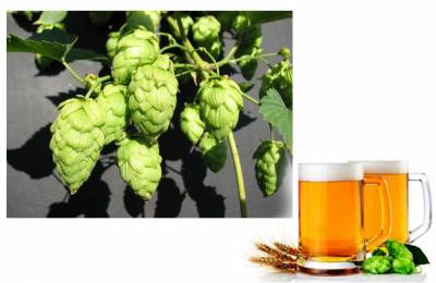 Хмель Хэрсбрукер 1 кг Бэнди бэнди